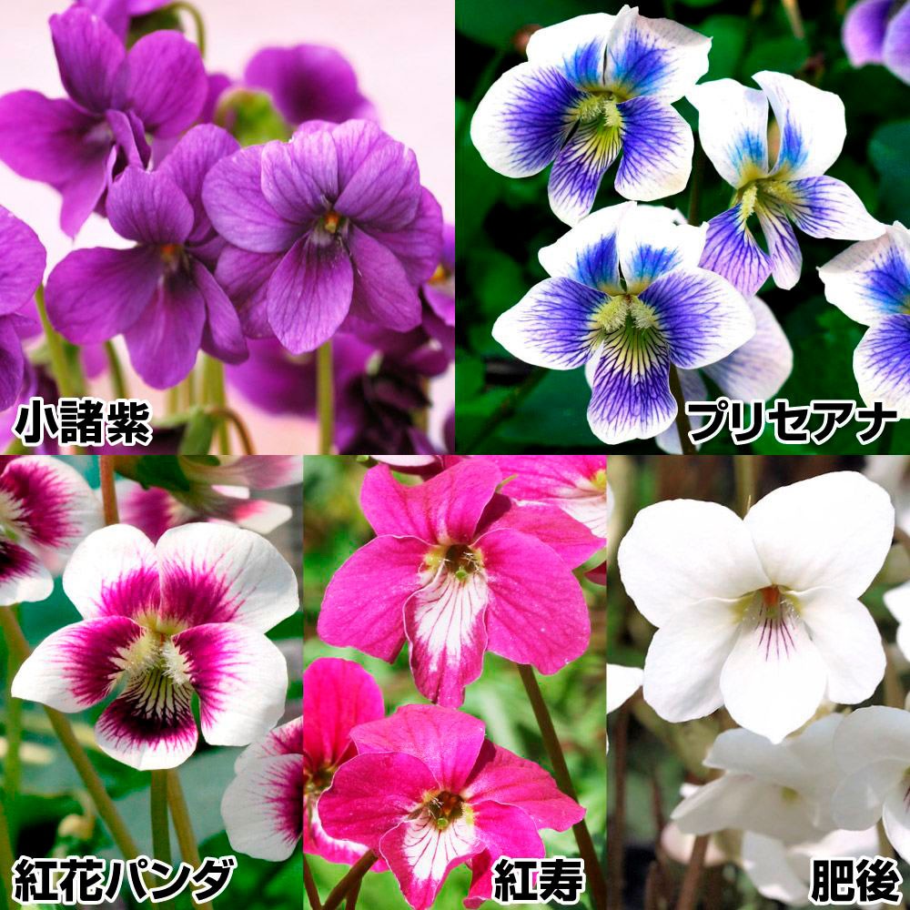 ラン・山野草 スミレ 銘品セット 5種5株