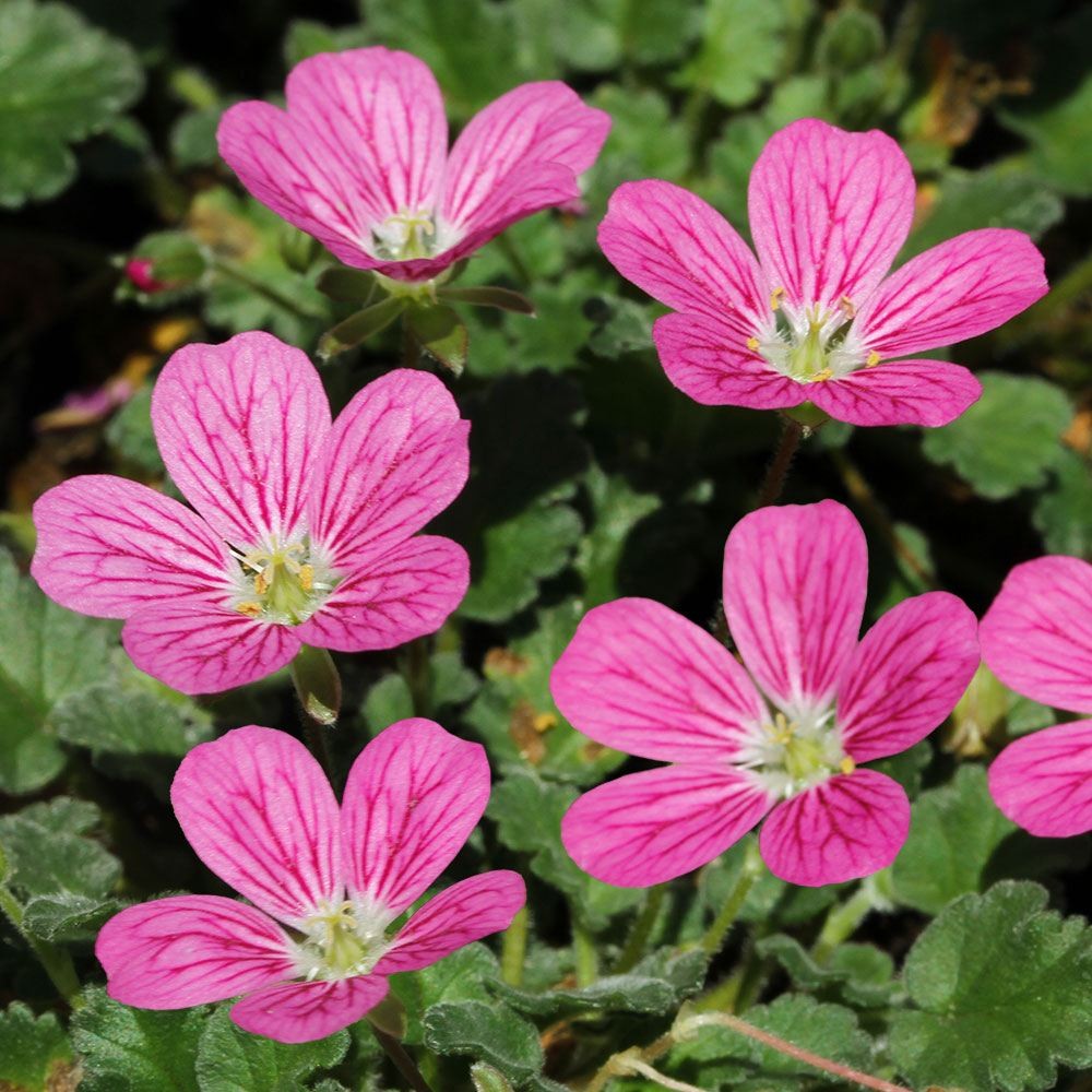 ラン・山野草 桃花大輪姫フウロソウ 2株