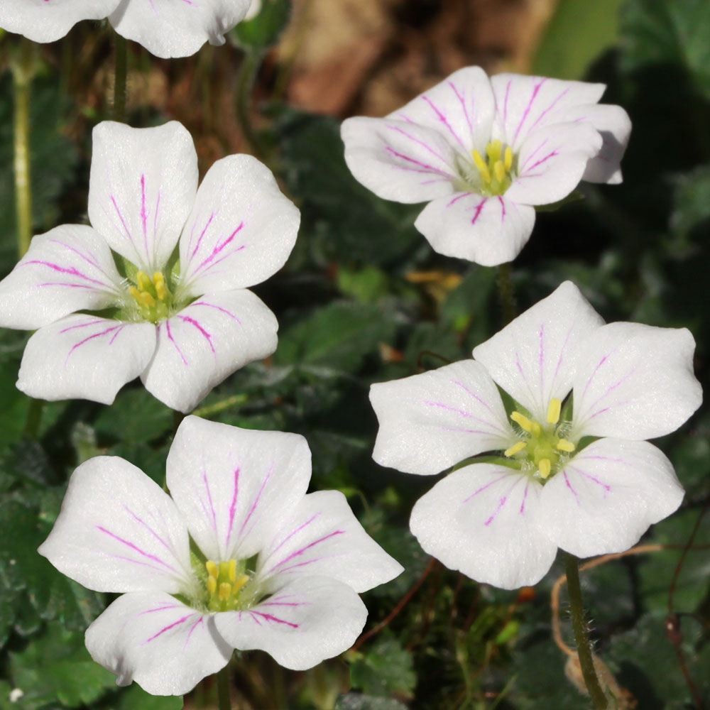 ラン・山野草 白花大輪姫フウロソウ 2株