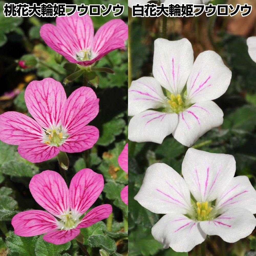 ラン・山野草 大輪姫フウロソウセット 2種4株