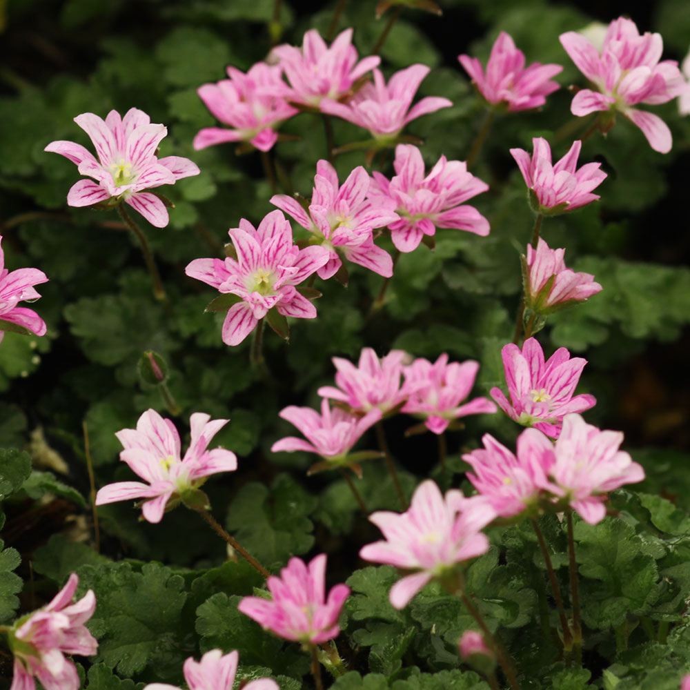 ラン・山野草 八重姫フウロソウ 2株