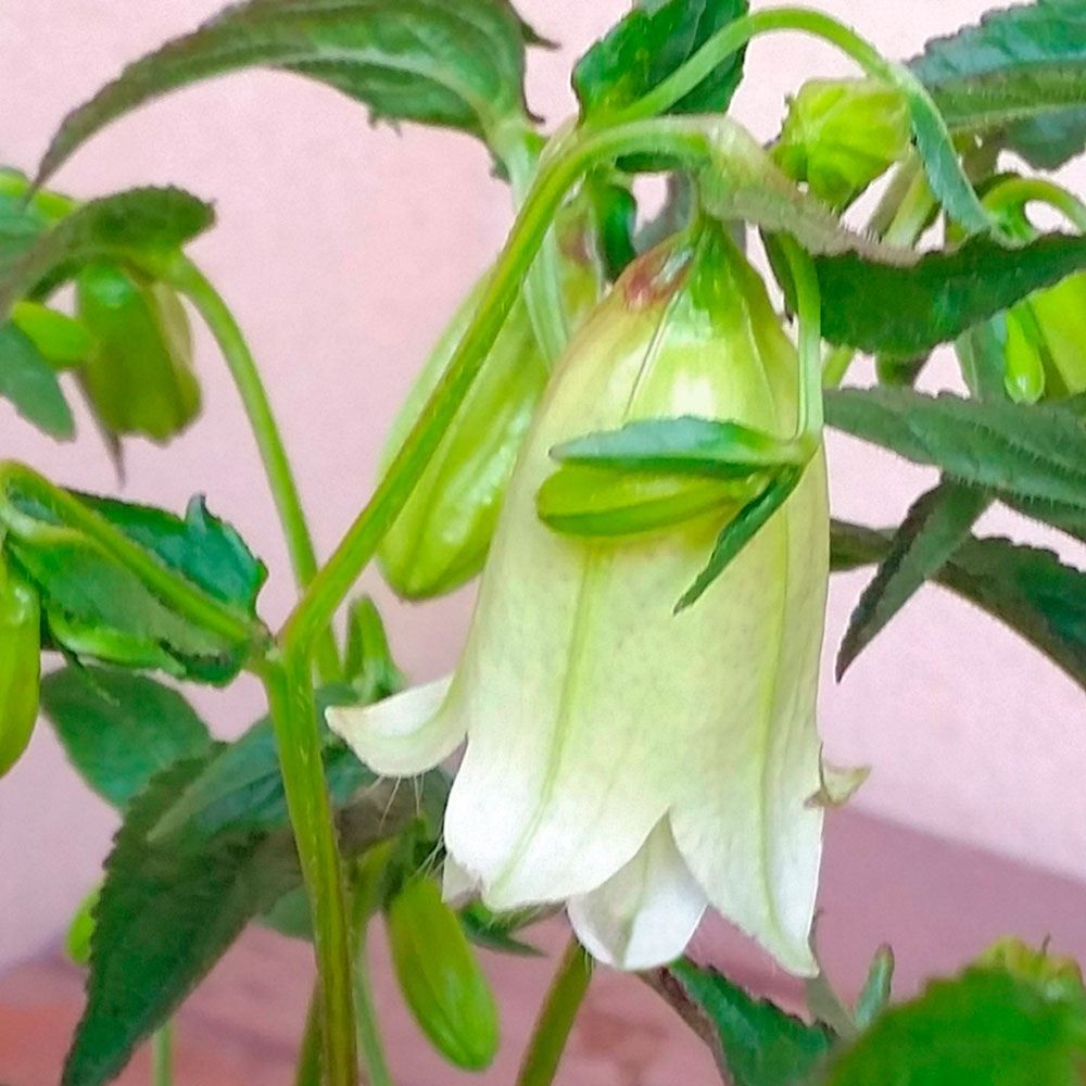 ラン・山野草 ホタルブクロソウ 黄花二重 2株