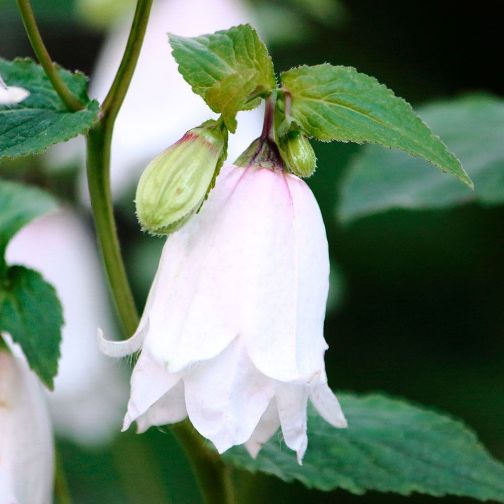 ラン・山野草 ホタルブクロソウ 白花二重 2株