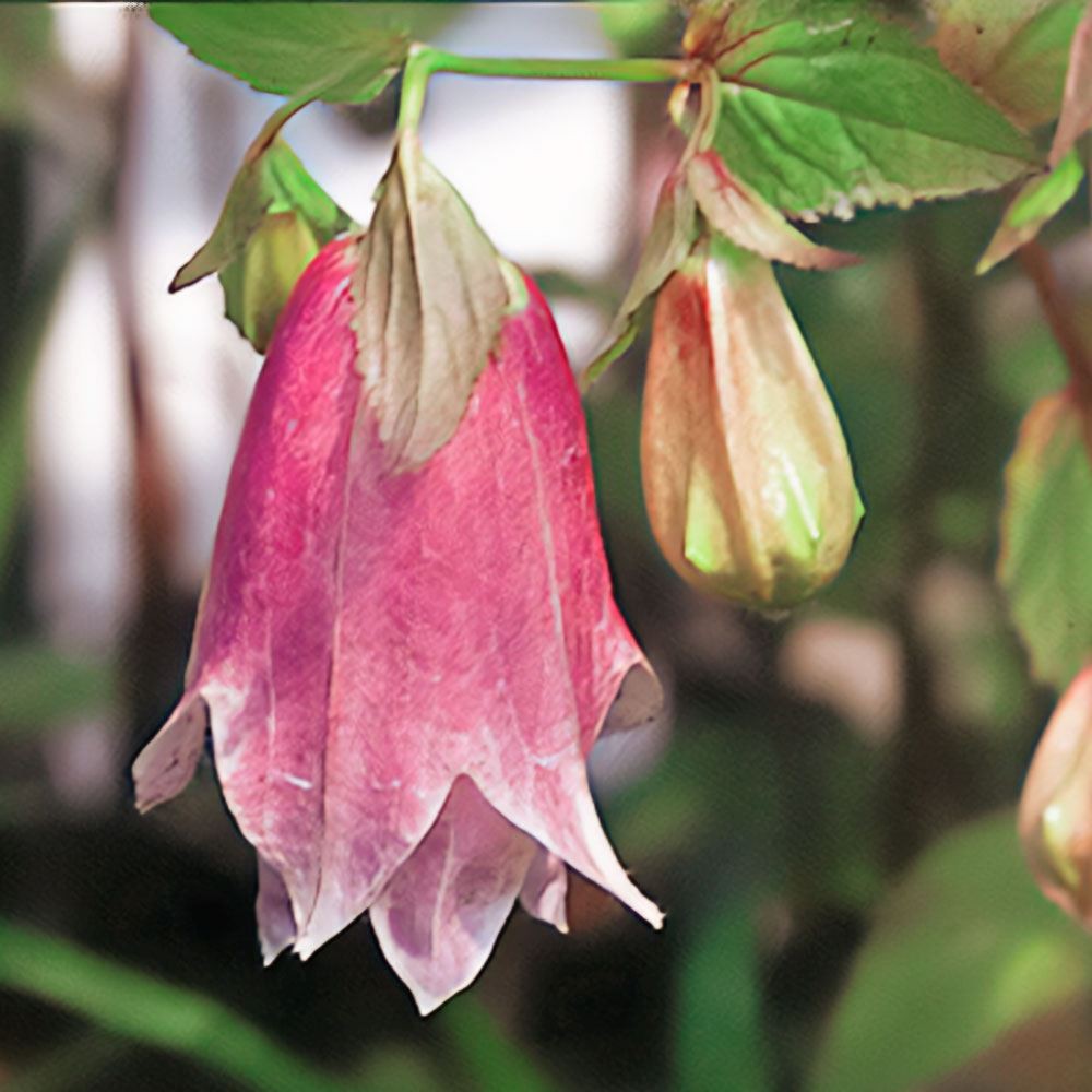 ラン・山野草 ホタルブクロソウ 桃花二重 2株