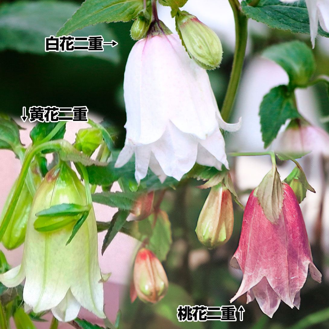 ラン・山野草 二重咲ホタルブクロソウセット 3種3株