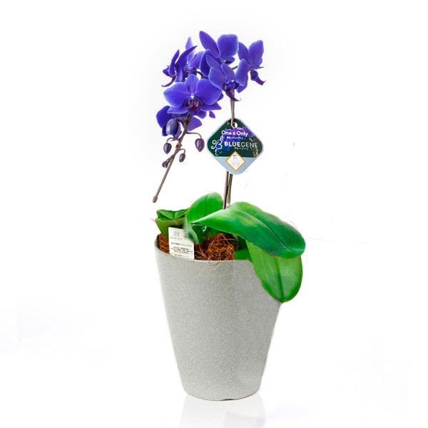 青色胡蝶蘭 ブルージーン R PVP 1本立コチョウラン 1鉢 送料込 ギフト 贈り物