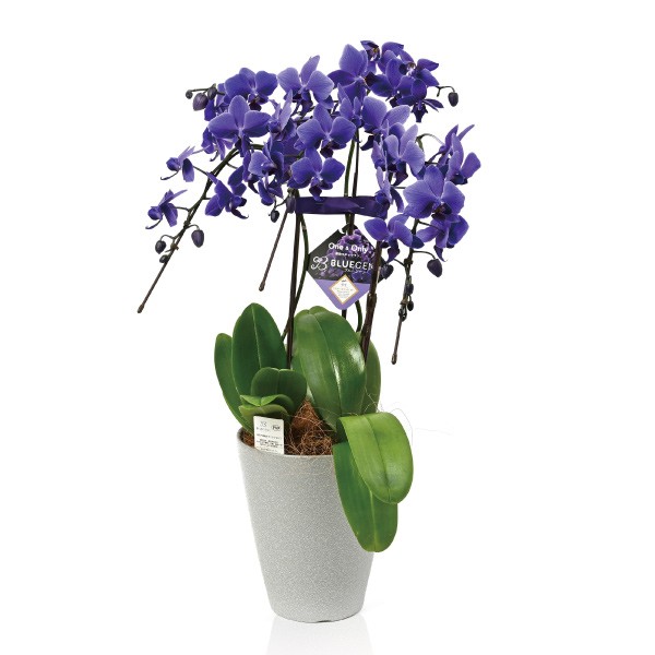 青色胡蝶蘭 ブルージーン R PVP 3本立コチョウラン 1鉢 送料込 ギフト 贈り物