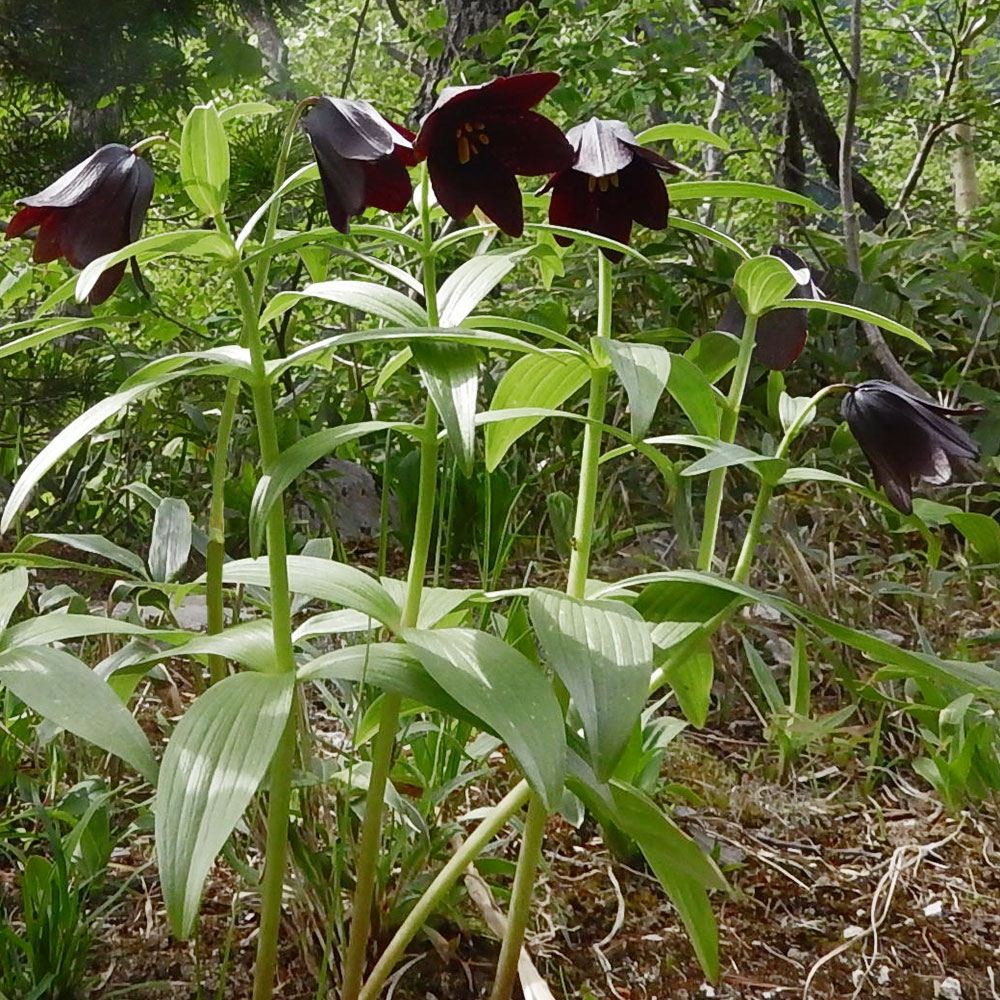 ラン・山野草 クロユリ 3号 2株