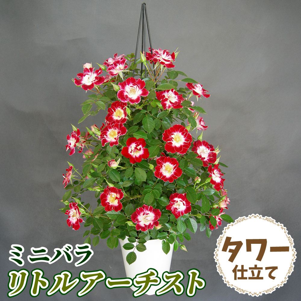 バラ鉢植え ミニバラ リトルアーチスト タワー 6号鉢 1鉢 送料込み
