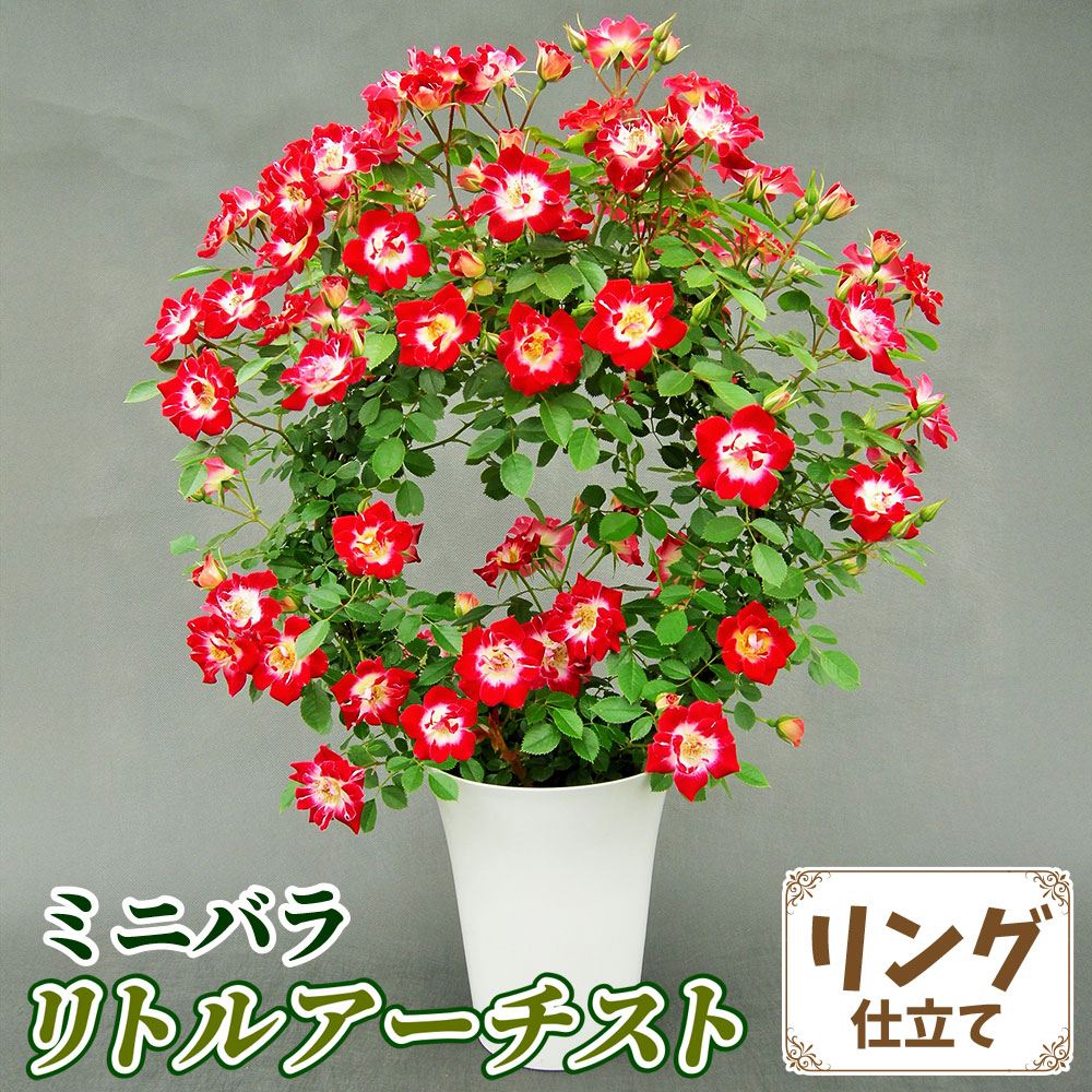 バラ鉢植え ミニバラ リトルアーチスト リング 6号鉢 1鉢 送料込み