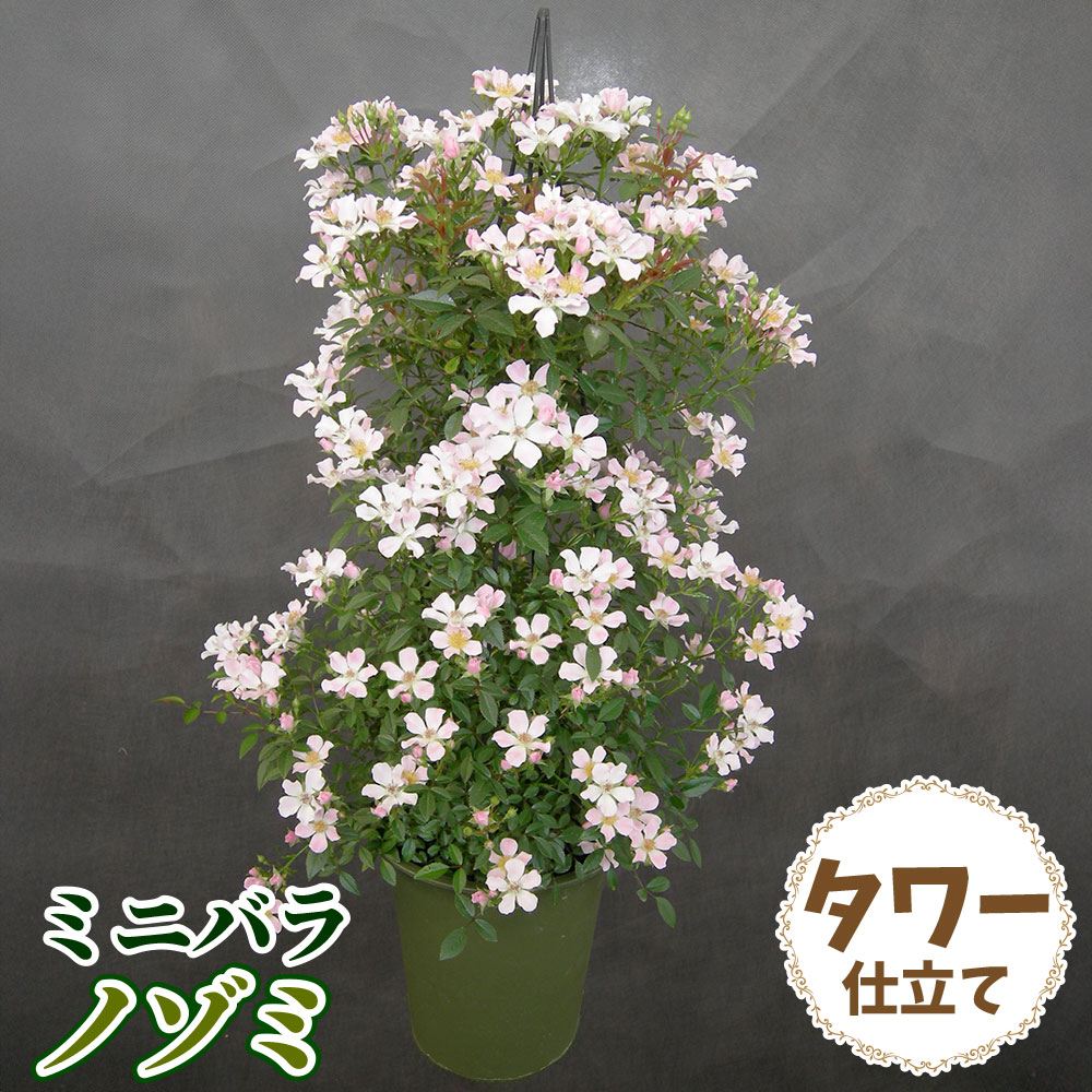 バラ鉢植え ミニバラ ノゾミ タワー 6号鉢 1鉢 送料込み