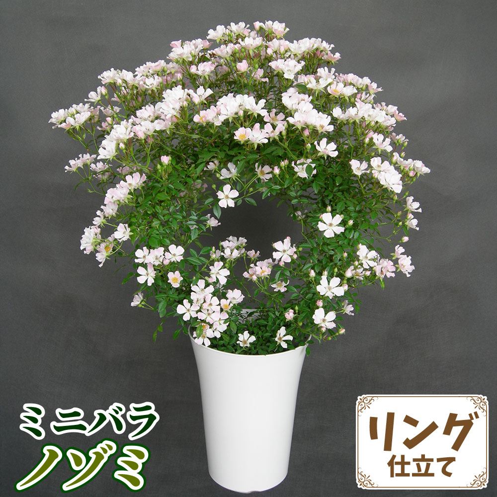 バラ鉢植え ミニバラ ノゾミ リング 6号鉢 1鉢 送料込み