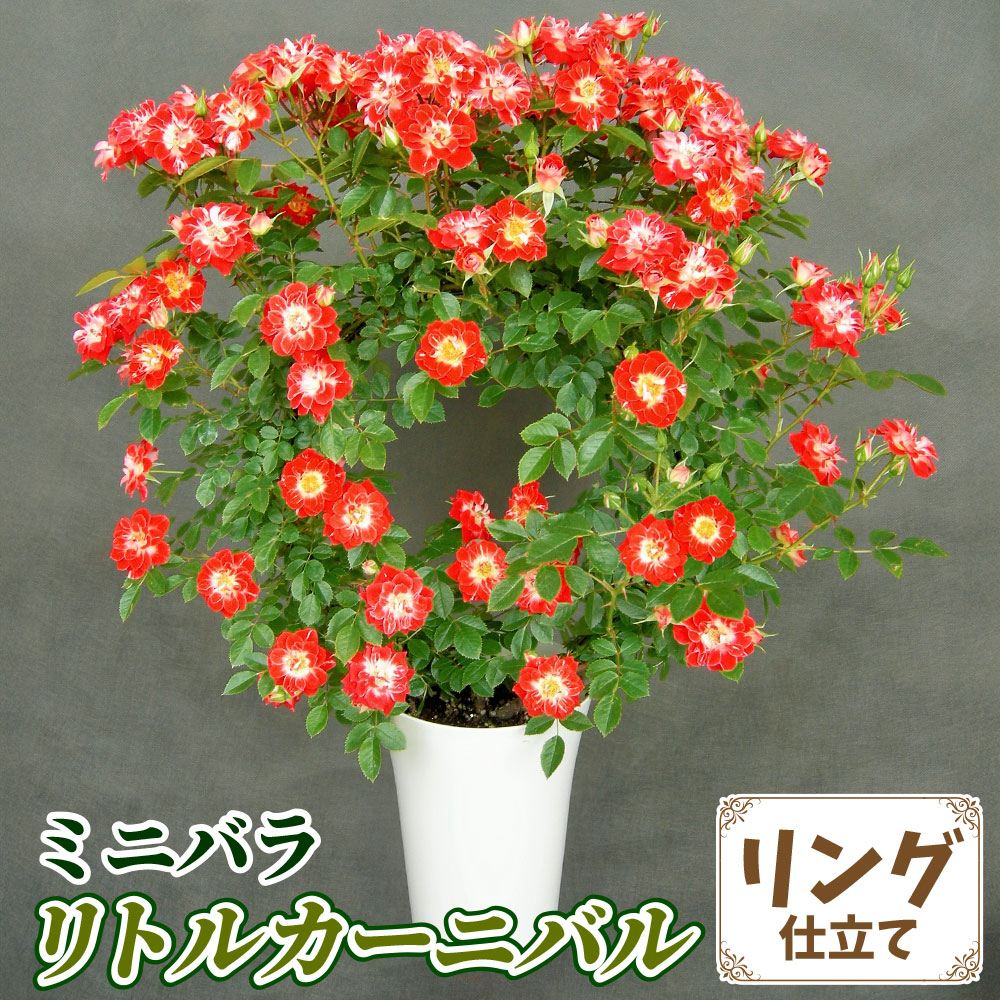 バラ鉢植え ミニバラ リトルカーニバル リング 6号鉢 1鉢 送料込み