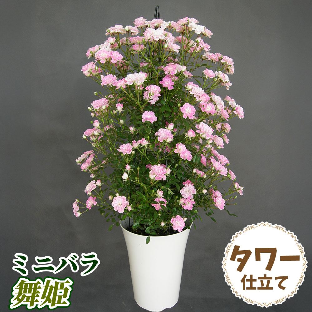 バラ鉢植え ミニバラ 舞姫 タワー 6号鉢 1鉢 送料込み
