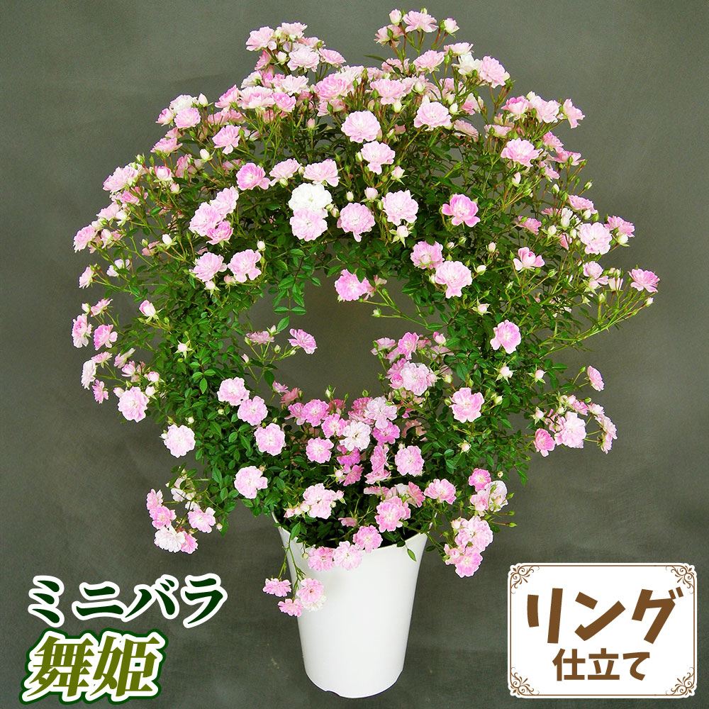 バラ鉢植え ミニバラ 舞姫 リング 6号鉢 1鉢 送料込み