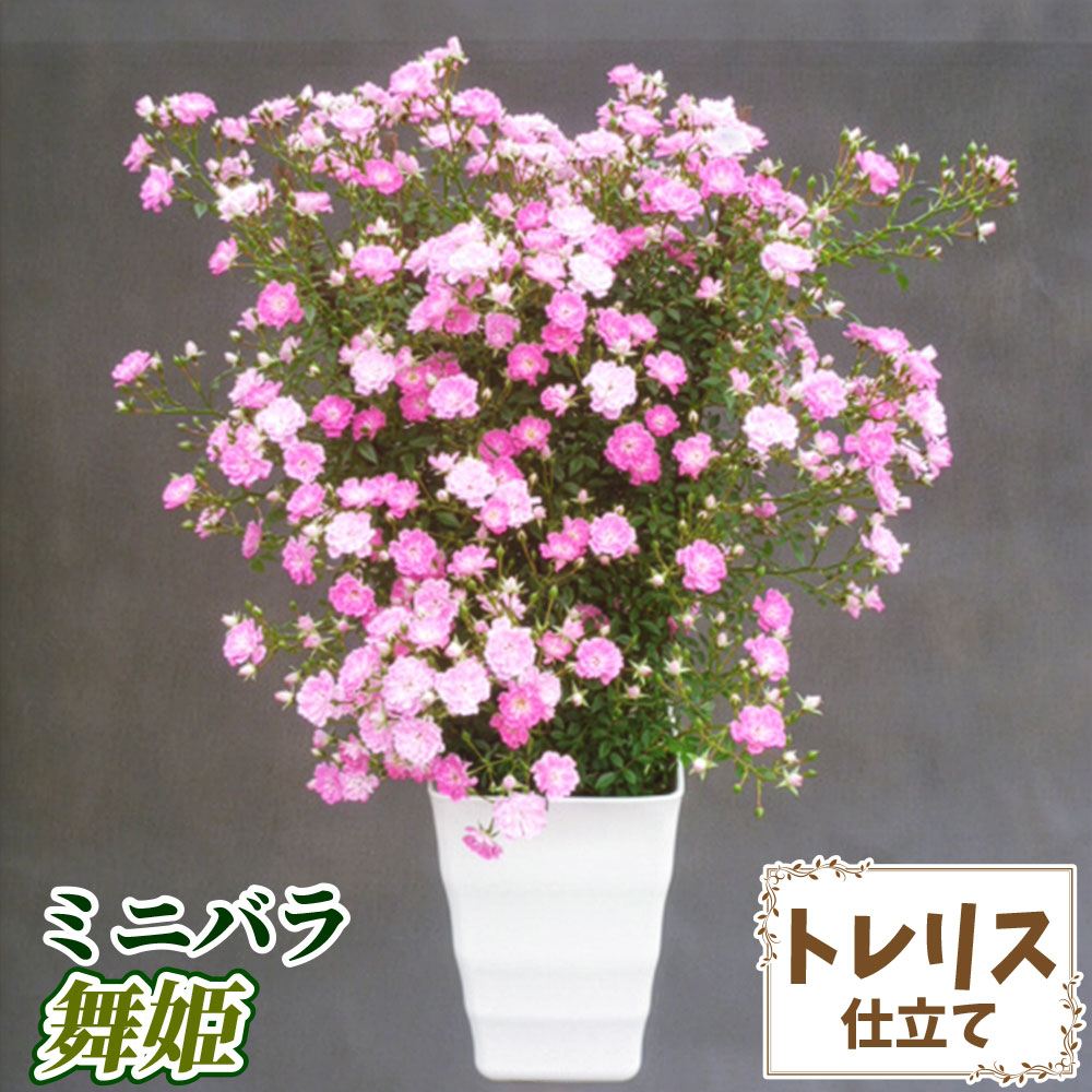 バラ鉢植え ミニバラ 舞姫 トレリス 6号鉢 1鉢 送料込み