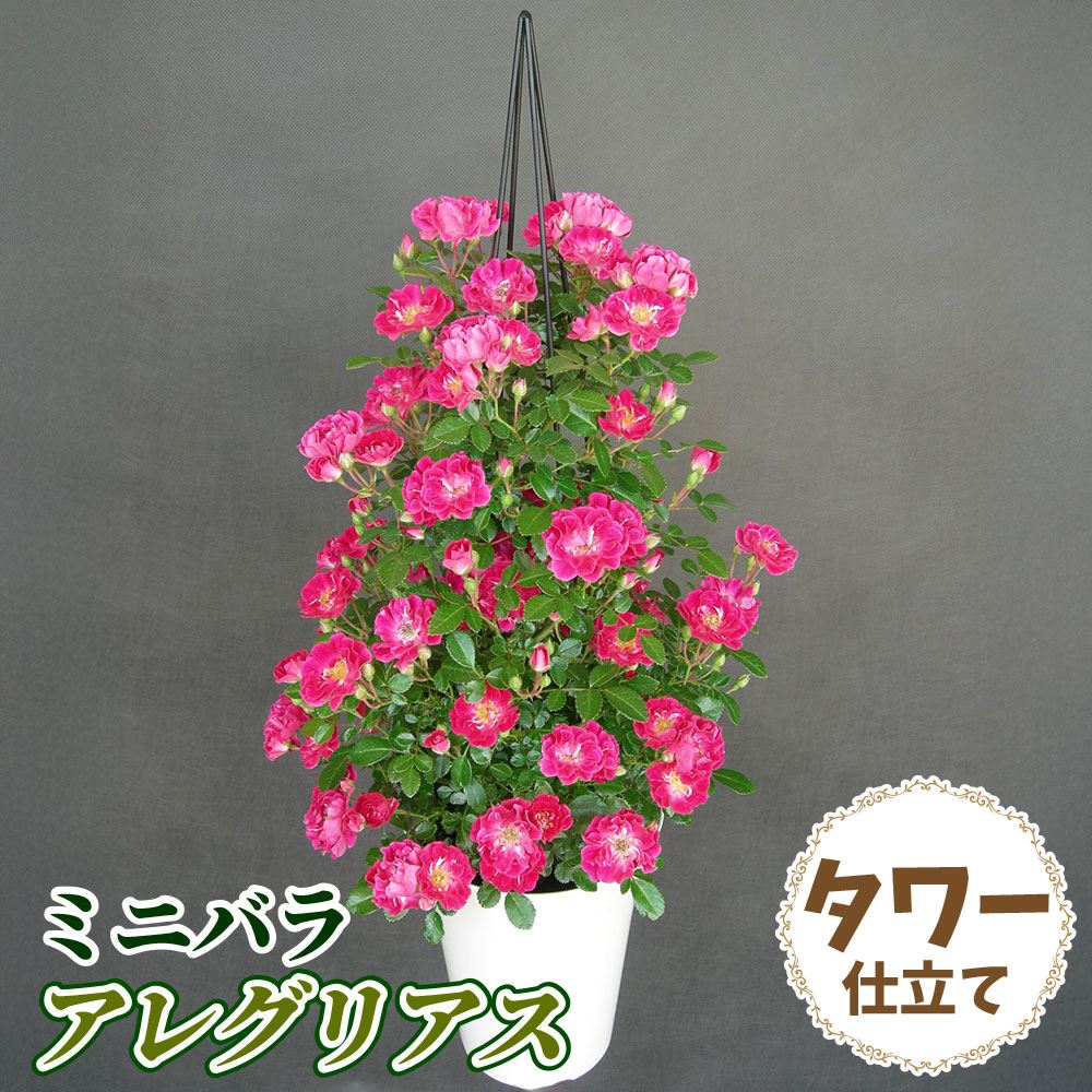 バラ鉢植え ミニバラ アレグリアス タワー 6号鉢 1鉢 送料込み