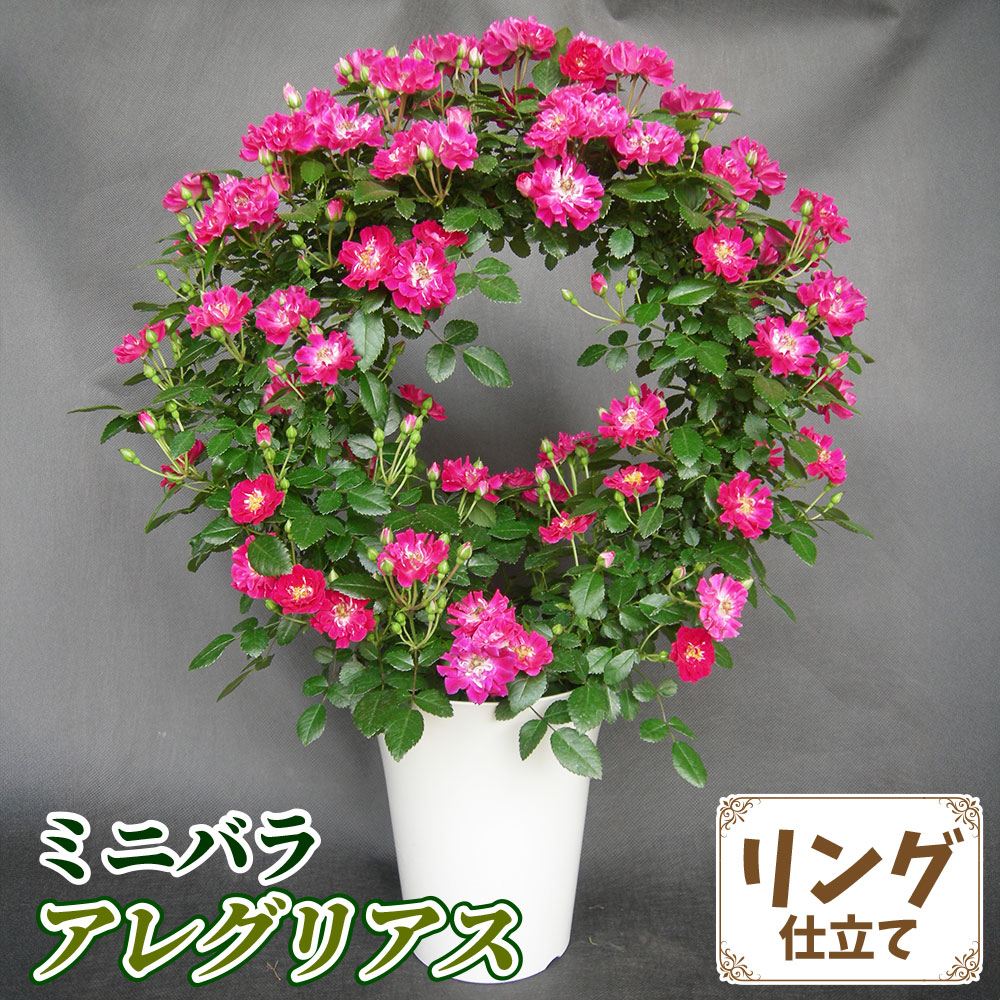 バラ鉢植え ミニバラ アレグリアス リング 6号鉢 1鉢 送料込み