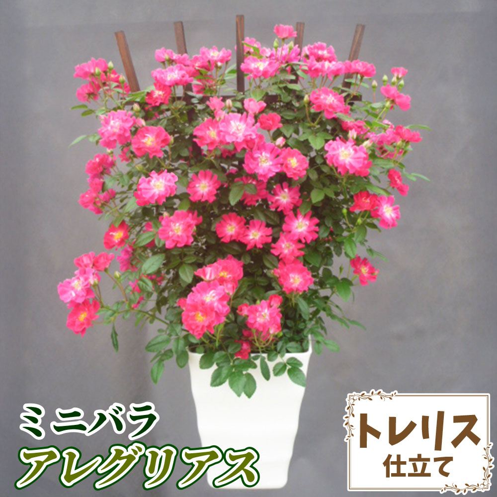 バラ鉢植え ミニバラ アレグリアス トレリス 6号鉢 1鉢 送料込み