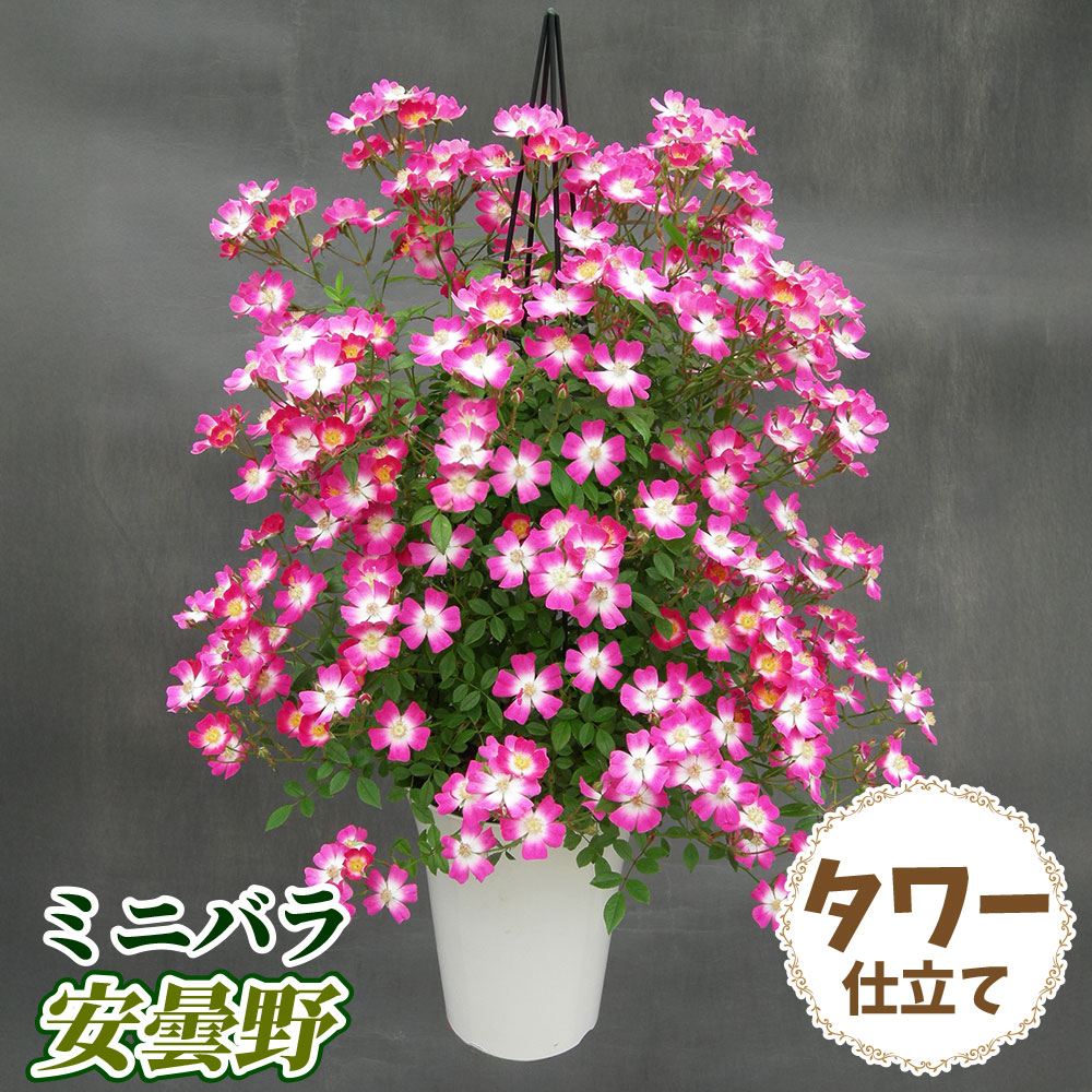 バラ鉢植え ミニバラ 安曇野 タワー 6号鉢 1鉢 送料込み
