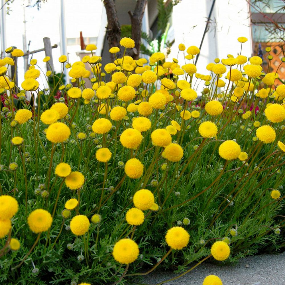 花苗 ハナホタル コツラ バルバータ選抜種 2株
