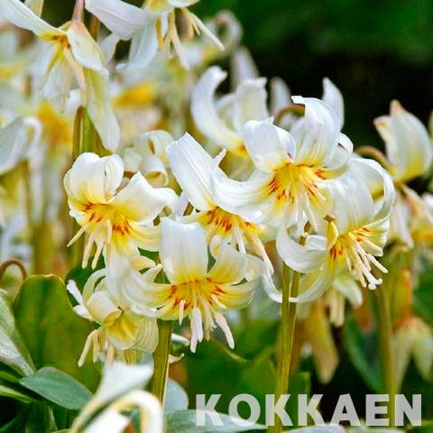 花苗 エリスロニウム (西洋カタクリ) ホワイトフェアリー 1株