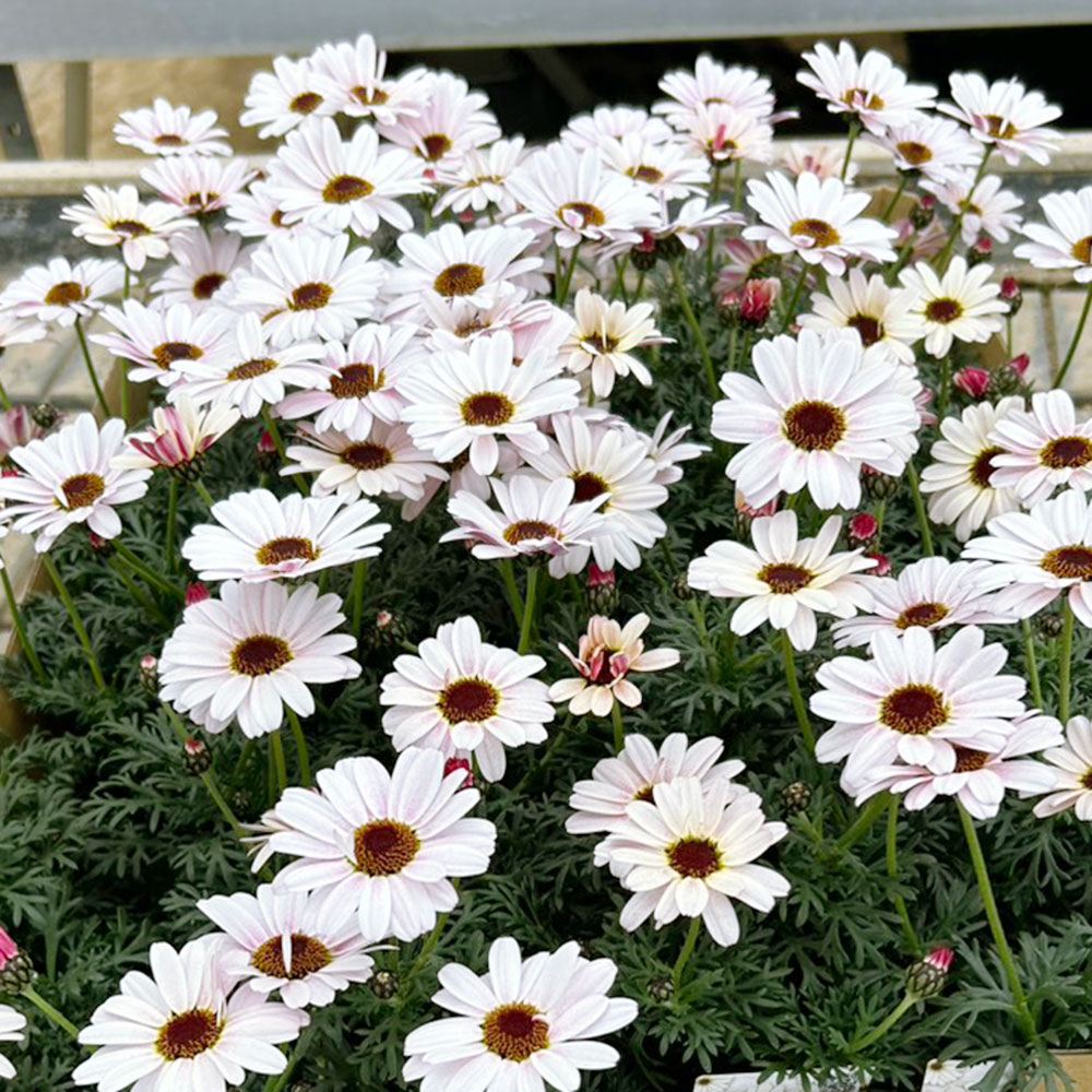 花苗 ビジューマム ミルキートパーズ 品種登録出願中 6号ポット 1株 送料込み