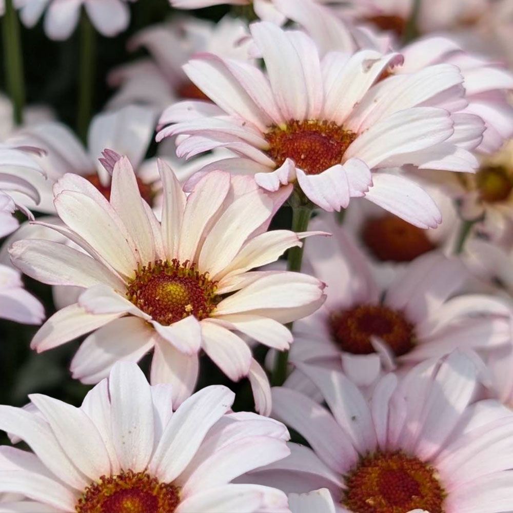 花苗 ビジューマム カーネリアン 品種登録出願中 6号ポット 1株 送料込み