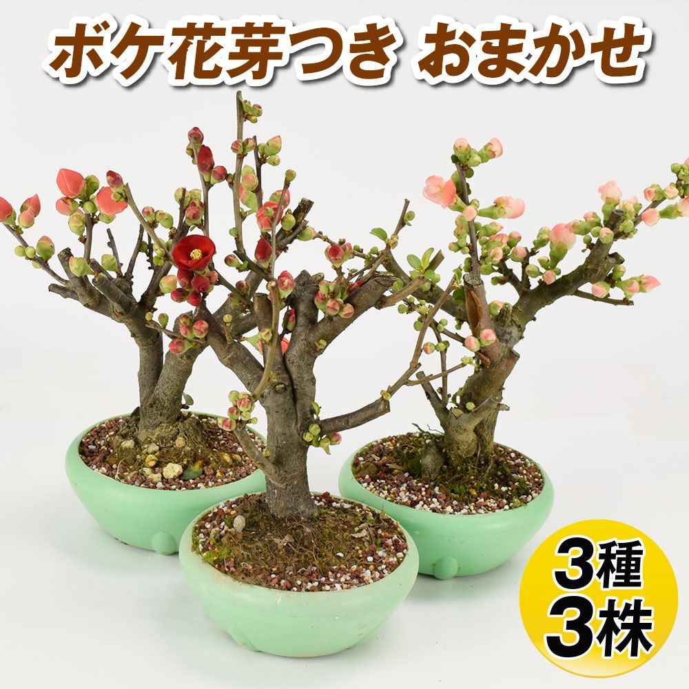 鉢花 花木 ボケ 花芽付き おまかせセット 3種3株