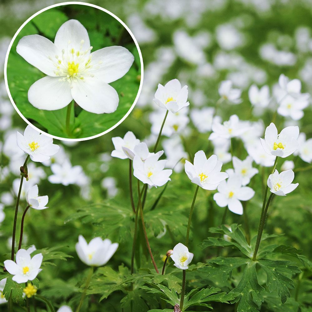 ラン・山野草 二輪草