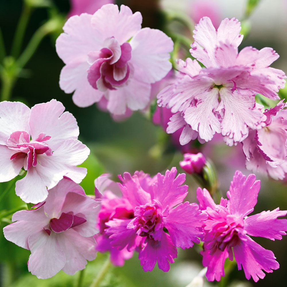 ラン・山野草 八重咲日本桜草 おまかせセット