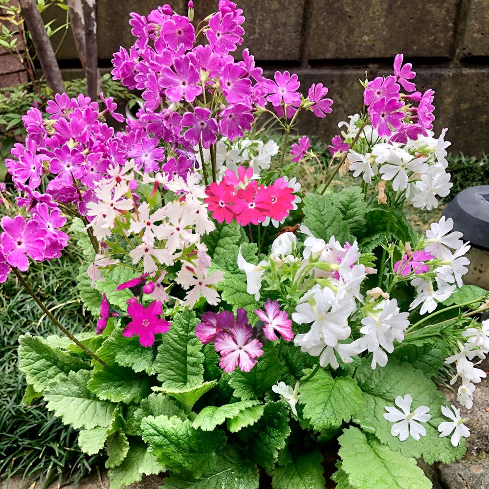 ラン・山野草 一重咲日本桜草 おまかせセット