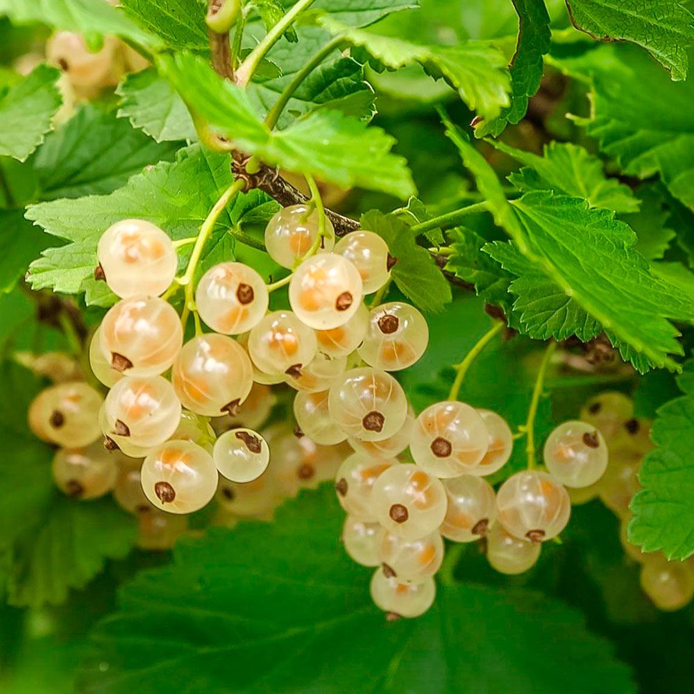 果樹苗 スグリ 大株ホワイトカーラント 5号 1株