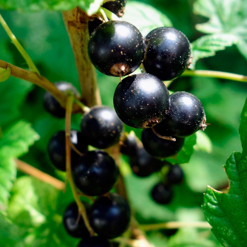 果樹苗 スグリ 大株ブラックカーラント 5号 1株