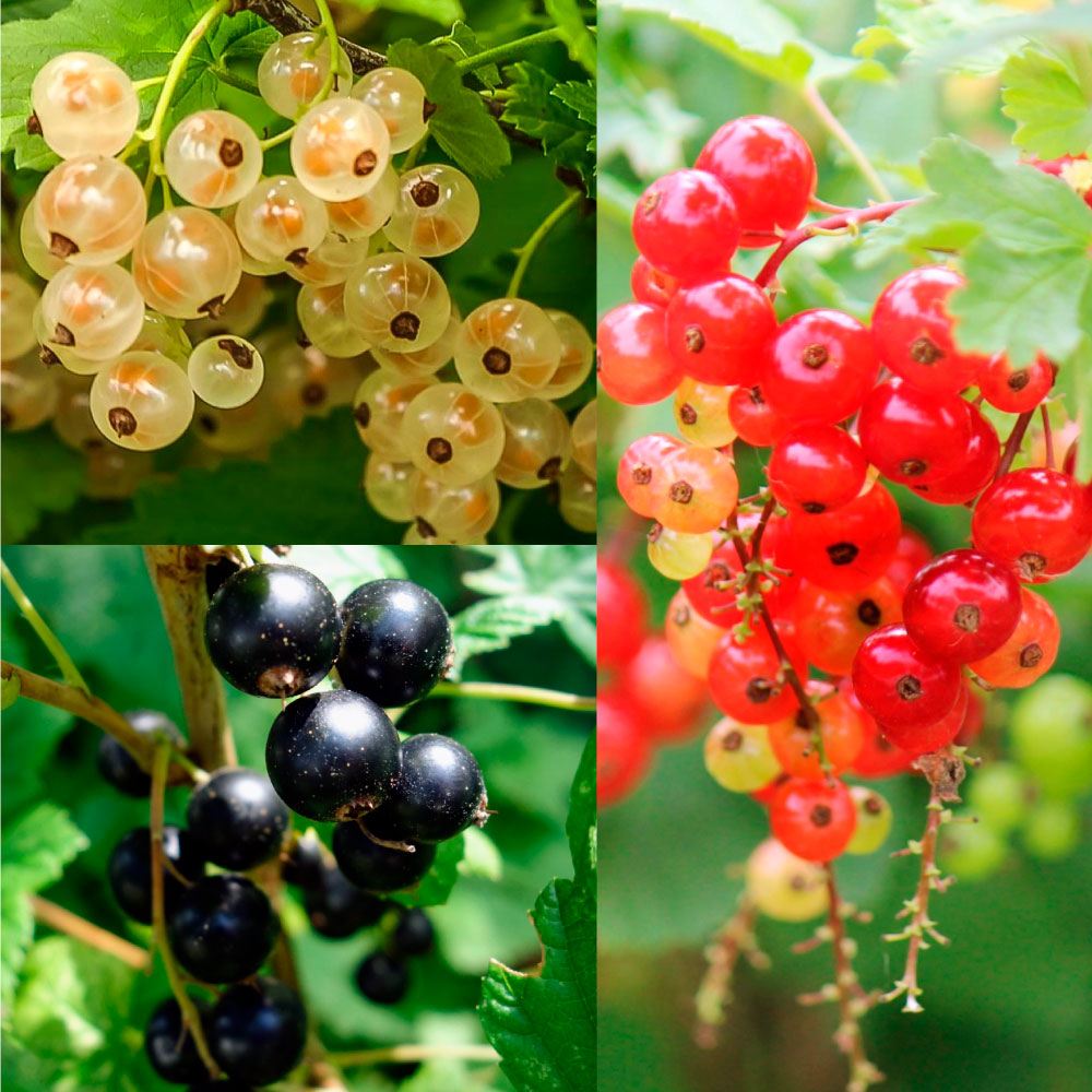 果樹苗 大株スグリ3品種セット 3種3株 カーラント