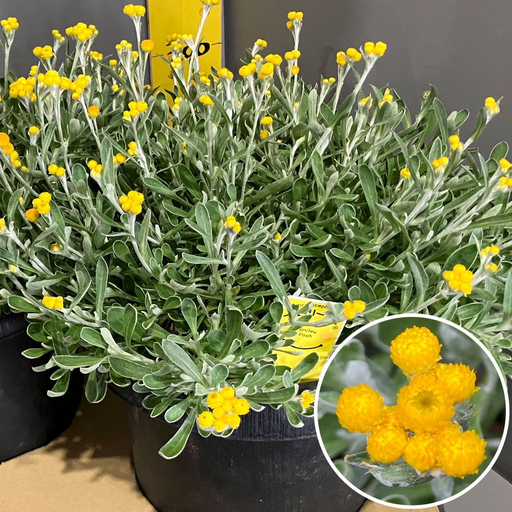 花苗 クリソセファラム スマイリープー 2株