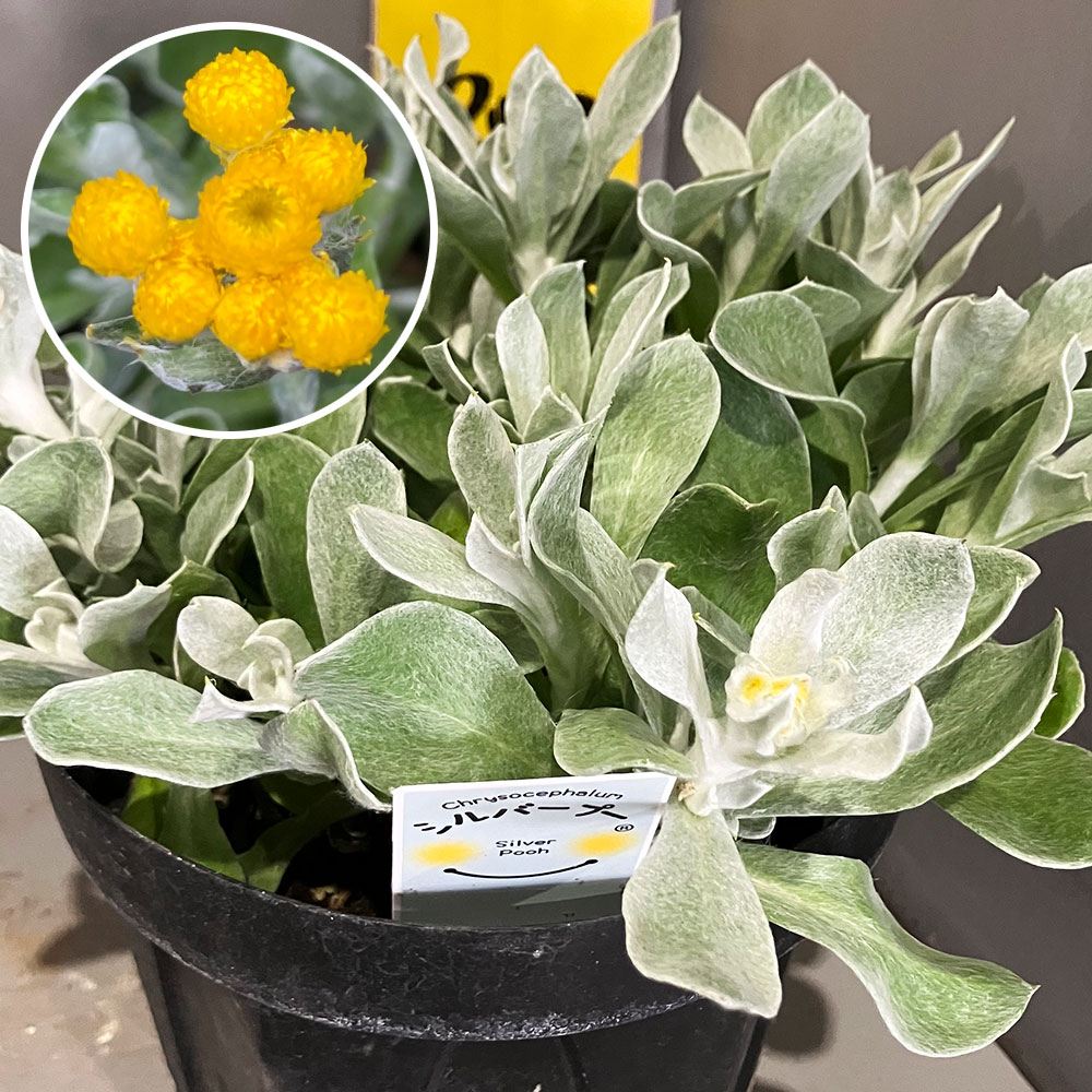 花苗 クリソセファラム シルバープー 2株