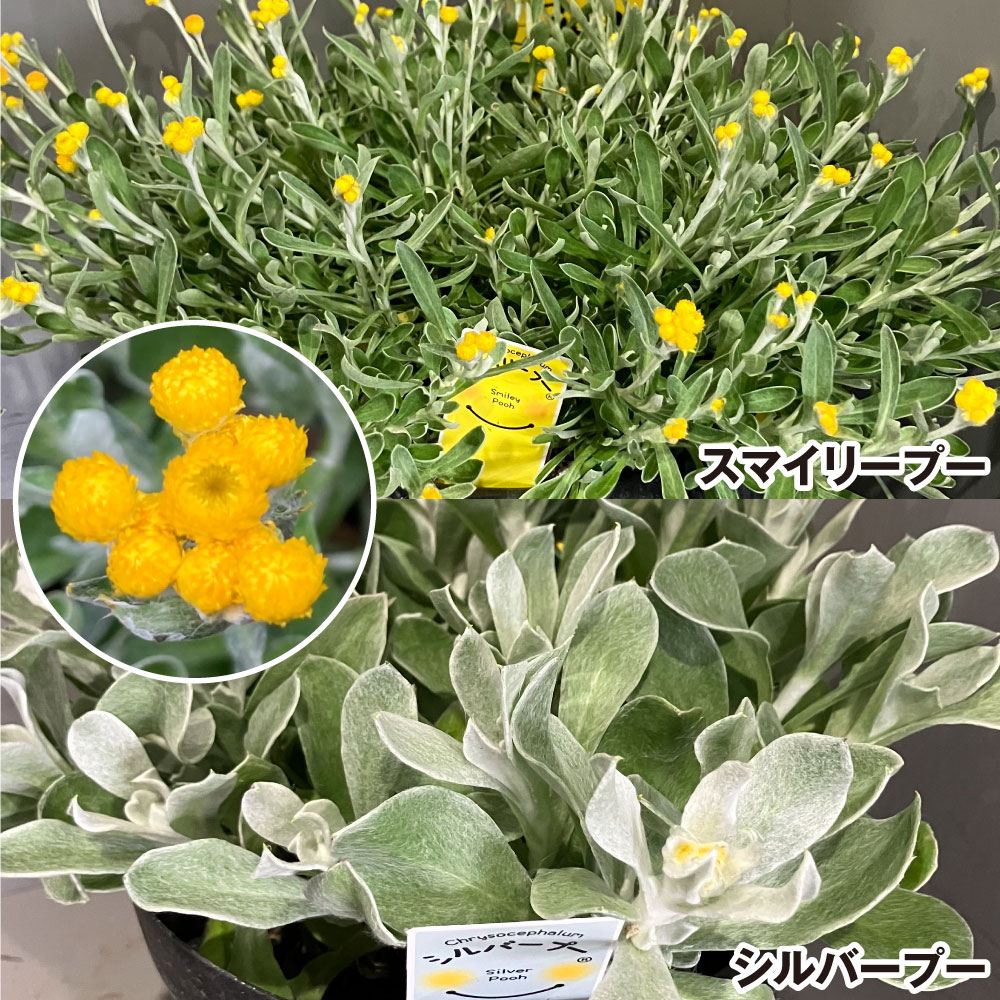 花苗 クリソセファラムセット 2種2株