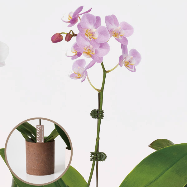 胡蝶蘭 コチョウラン ミニ胡蝶蘭　ウッド鉢　桃系　1F お祝い ギフト お誕生日 プレゼント