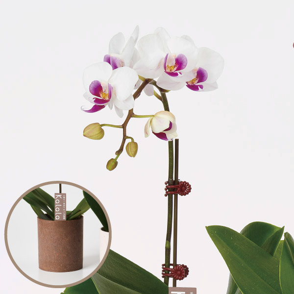 胡蝶蘭 コチョウラン ミニ胡蝶蘭　ウッド鉢　白系　1F お祝い ギフト お誕生日 プレゼント