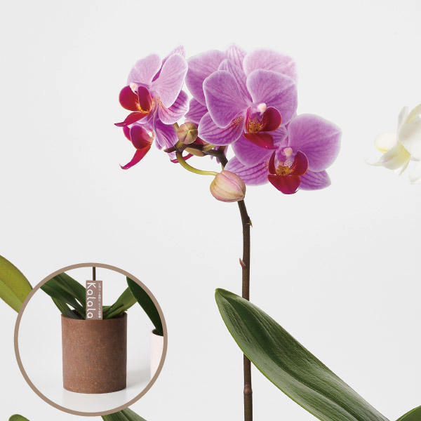 胡蝶蘭 コチョウラン ミニ胡蝶蘭　ウッド鉢　紫系　1F お祝い ギフト お誕生日 プレゼント