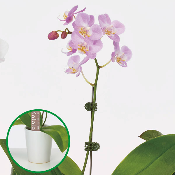 胡蝶蘭 コチョウラン ミニ胡蝶蘭　陶器鉢　桃系　1F お祝い ギフト お誕生日 プレゼント