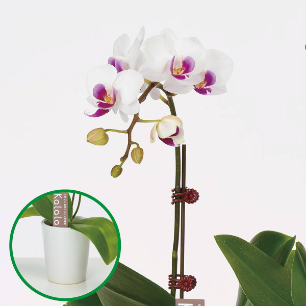 胡蝶蘭 コチョウラン ミニ胡蝶蘭　陶器鉢　白系　1F お祝い ギフト お誕生日 プレゼント