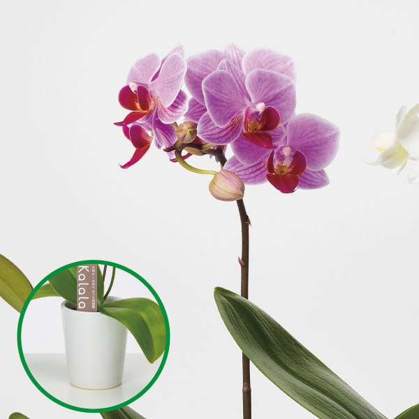 胡蝶蘭 コチョウラン ミニ胡蝶蘭　陶器鉢　紫系　1F お祝い ギフト お誕生日 プレゼント