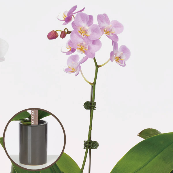 胡蝶蘭 コチョウラン ミニ胡蝶蘭　底面給水鉢　桃系　1F お祝い ギフト お誕生日 プレゼント