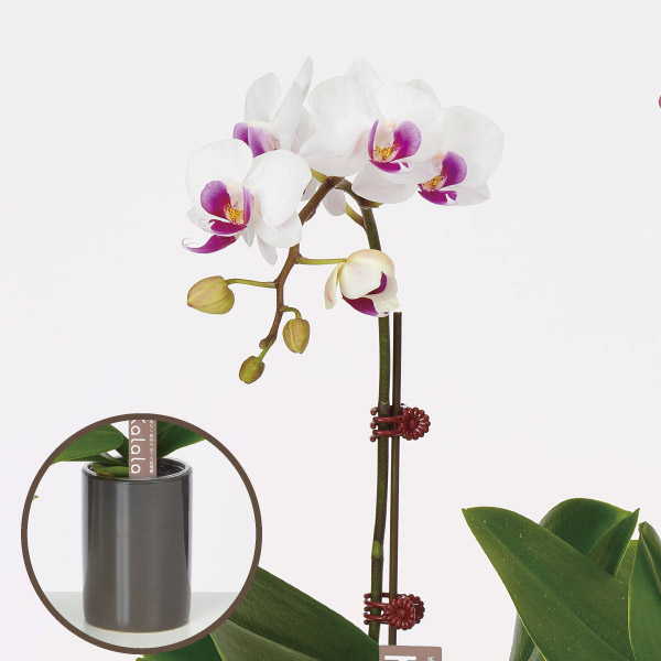 胡蝶蘭 コチョウラン ミニ胡蝶蘭　底面給水鉢　白系　1F お祝い ギフト お誕生日 プレゼント