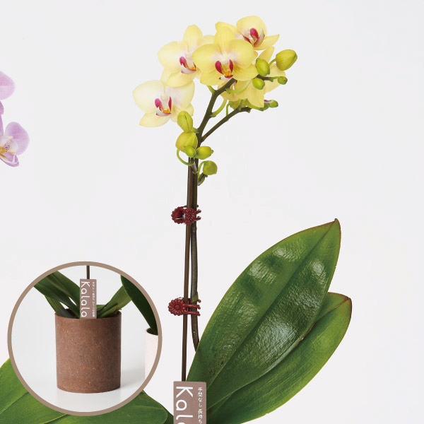 胡蝶蘭 コチョウラン ミニ胡蝶蘭　ウッド鉢　黄系　1F お祝い ギフト お誕生日 プレゼント