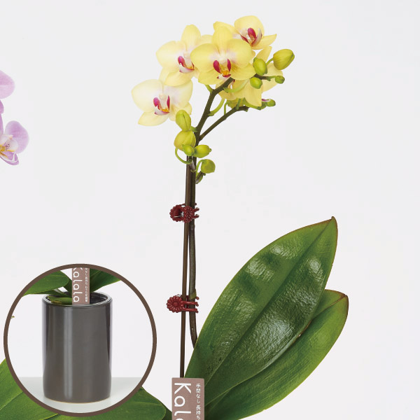 胡蝶蘭 コチョウラン ミニ胡蝶蘭　底面給水鉢　黄系　1F お祝い ギフト お誕生日 プレゼント