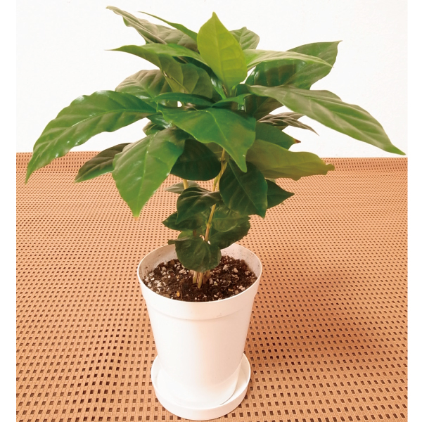 観葉植物 テーブル観葉 コーヒーの木 ３号鉢 1鉢