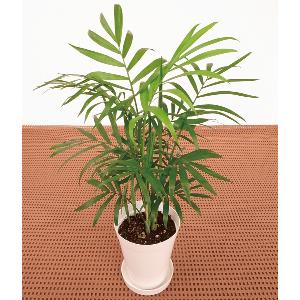 観葉植物 テーブル観葉 テーブルヤシ ３号鉢 1鉢